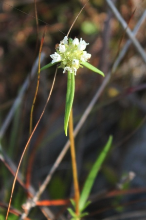 Spermacoce neoterminalis