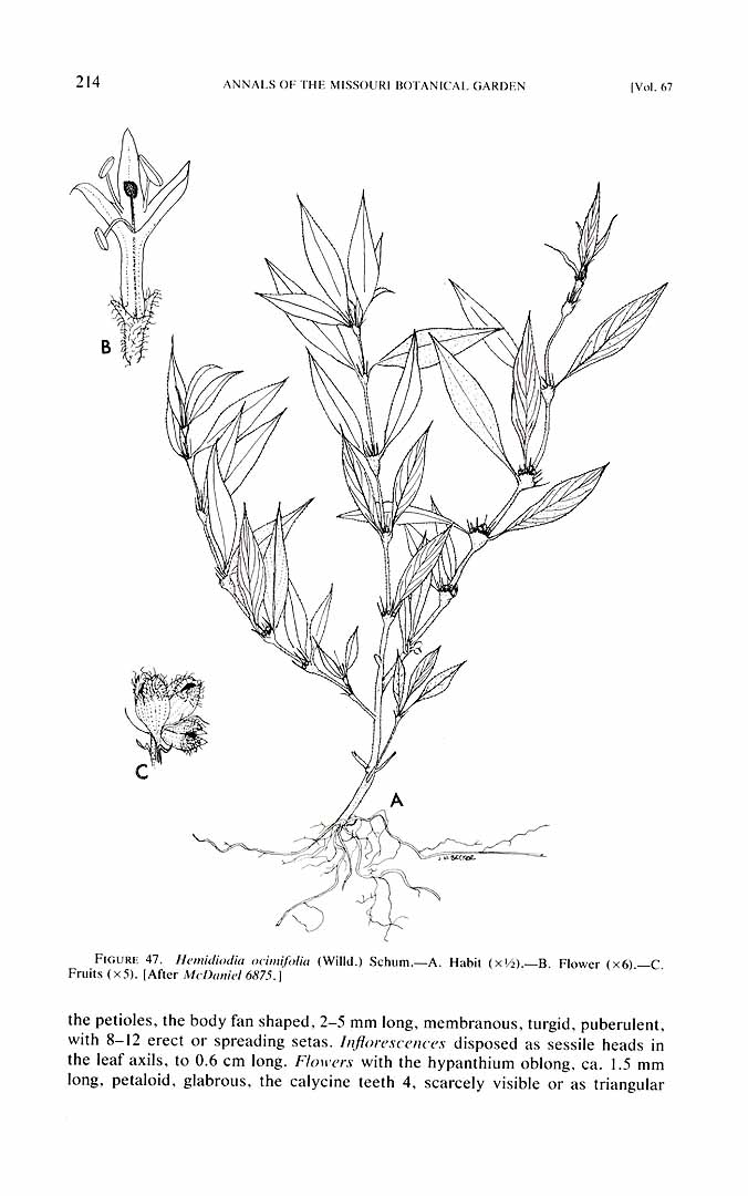 Spermacoce ocymifolia