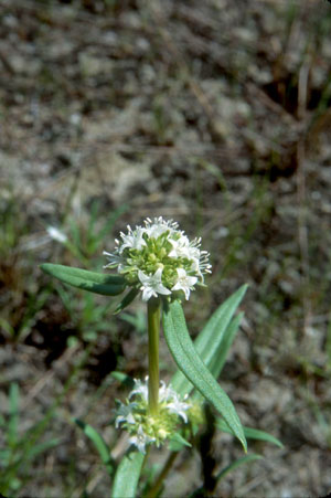 Spermacoce neoterminalis