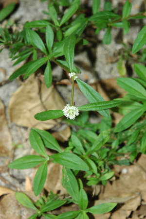 Spermacoce verticillata