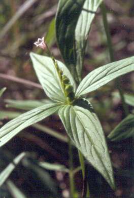 Spigelia anthelmia