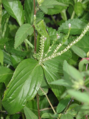 Spigelia anthelmia