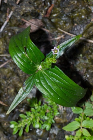 Spigelia anthelmia