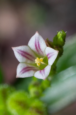 Spigelia anthelmia