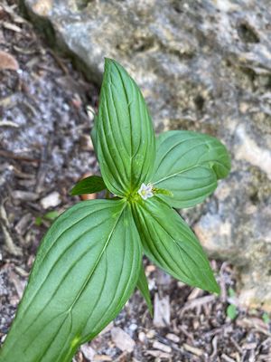 Spigelia anthelmia