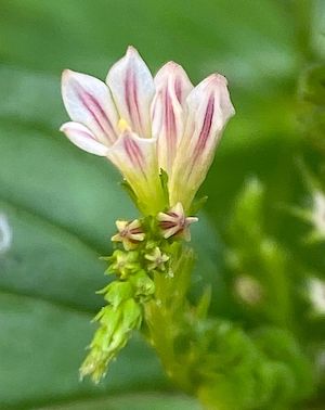 Spigelia anthelmia