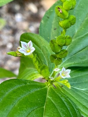 Spigelia anthelmia