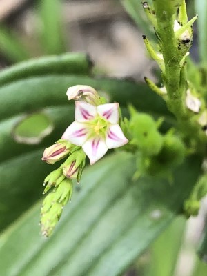 Spigelia anthelmia