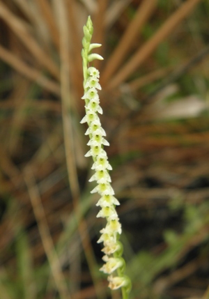 Spiranthes brevilabris