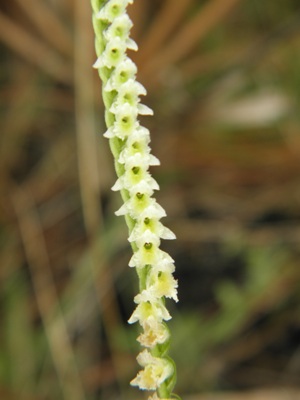 Spiranthes brevilabris