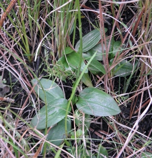 Spiranthes brevilabris