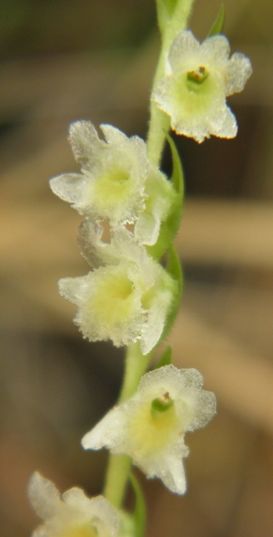 Spiranthes brevilabris