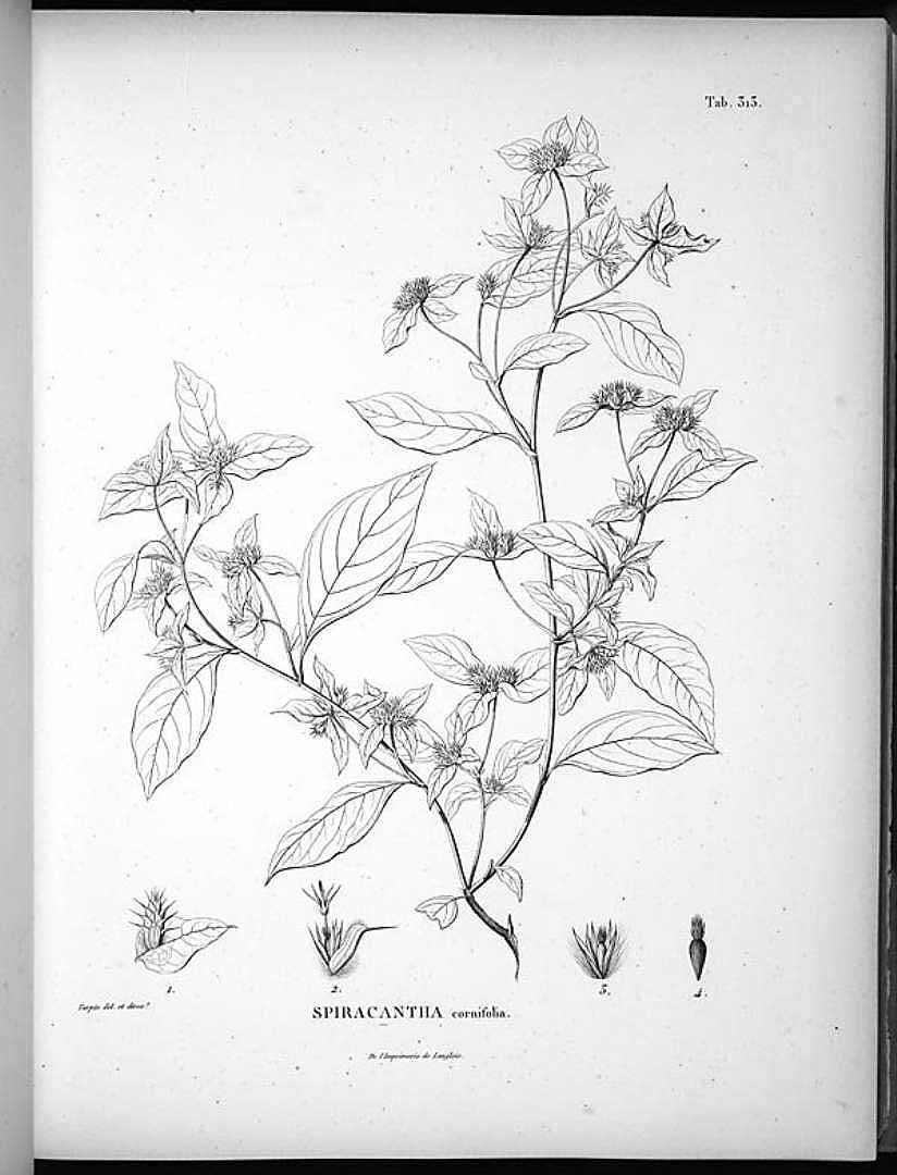 Spiracantha cornifolia