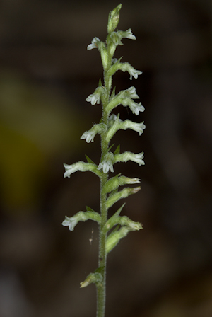 Beloglottis costaricensis