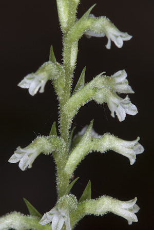 Beloglottis costaricensis