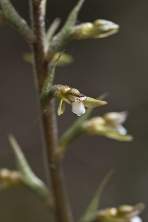 Cyclopogon cranichoides