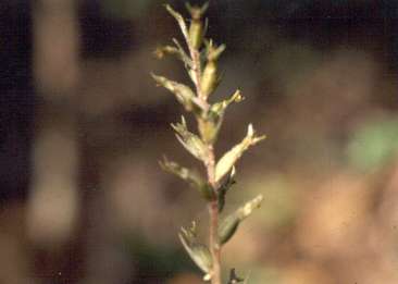 Cyclopogon elatus