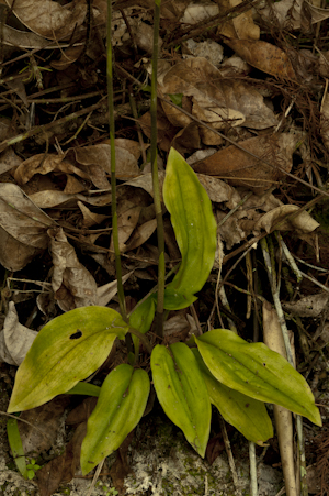 Cyclopogon elatus