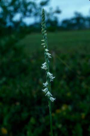 Spiranthes laciniata