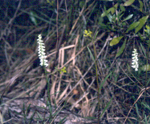 Spiranthes odorata