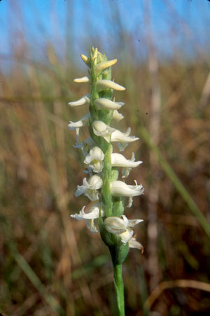 Spiranthes odorata