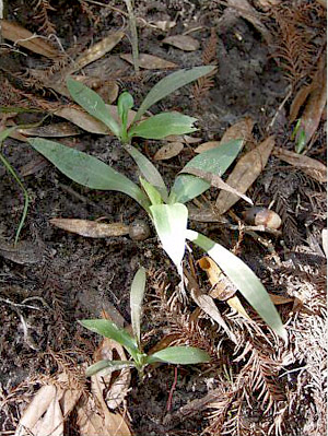 Spiranthes odorata