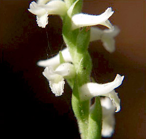 Spiranthes odorata