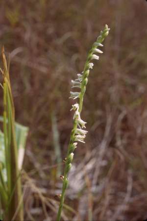 Spiranthes torta