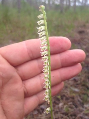 Spiranthes torta