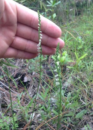 Spiranthes torta