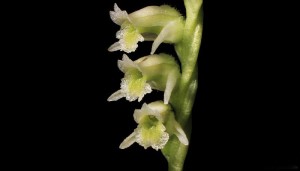 Spiranthes torta