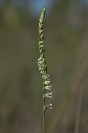 Spiranthes torta