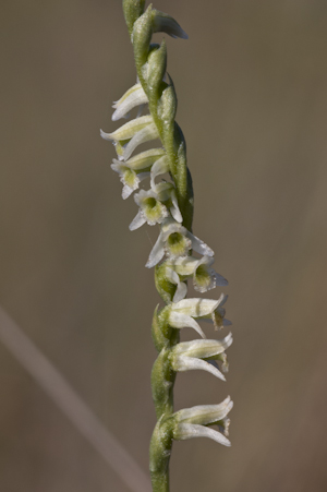 Spiranthes torta