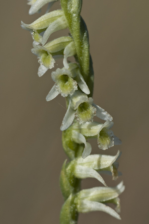 Spiranthes torta