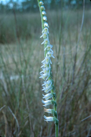 Spiranthes vernalis