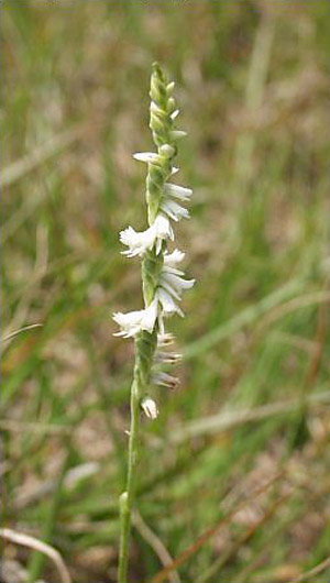 Spiranthes vernalis