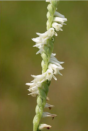 Spiranthes vernalis