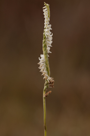 Spiranthes vernalis