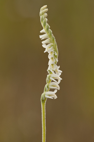 Spiranthes vernalis