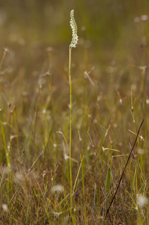 Spiranthes vernalis