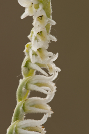 Spiranthes vernalis