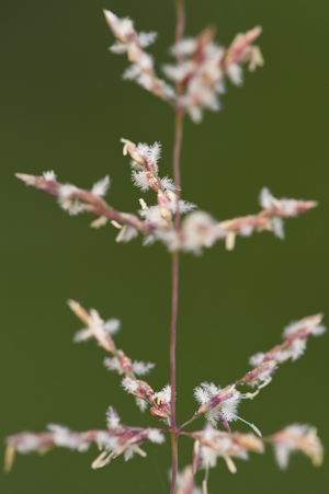 Sporobolus junceus