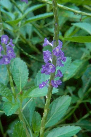 Stachytarpheta jamaicensis