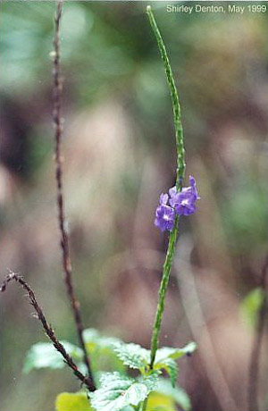 Stachytarpheta jamaicensis