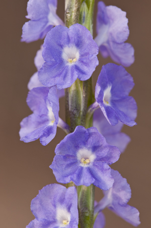 Stachytarpheta jamaicensis