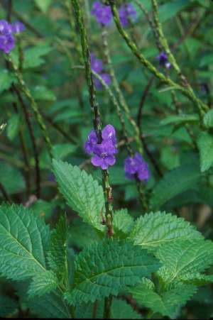 Stachytarpheta cayennensis