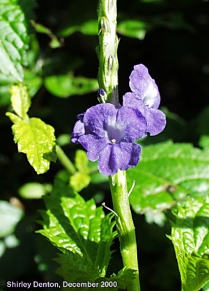 Stachytarpheta cayennensis