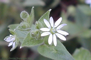 Stellaria media