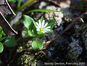 Stellaria media