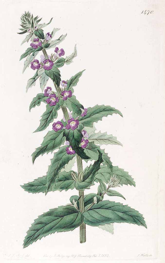 Stemodia durantifolia